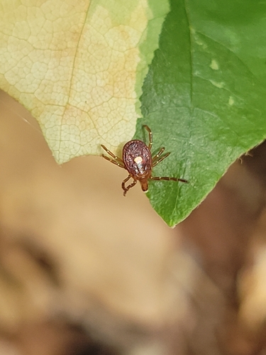 Lone star tick