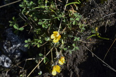 Oxalis rubens