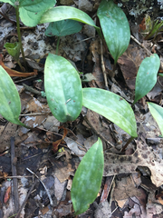 Erythronium americanum