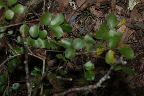 Cassia tomentella, photograph 6