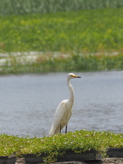 Ardea intermedia