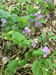 Orychophragmus violaceus