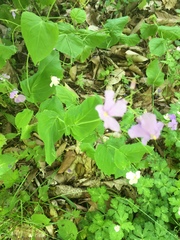 Orychophragmus violaceus