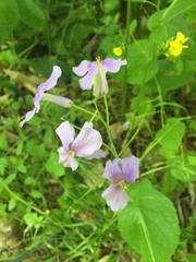 Orychophragmus violaceus