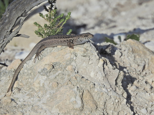 Bull Skink