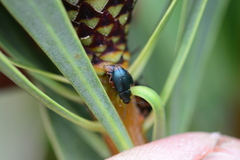 Chirodica