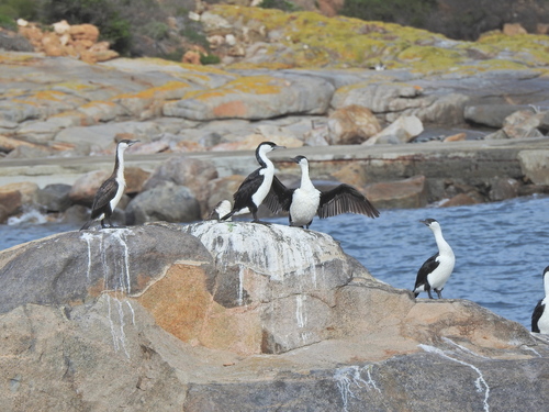 Black-faced Cormorant