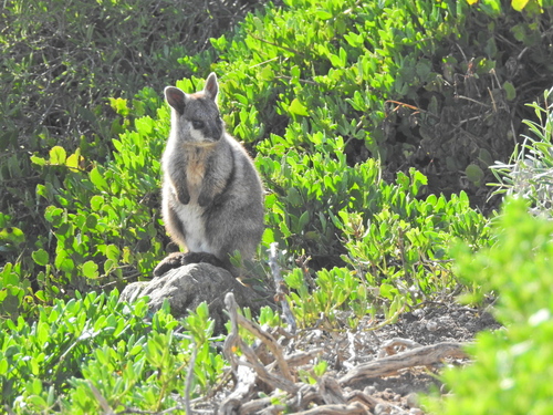 Pearson Island Rock Wallaby