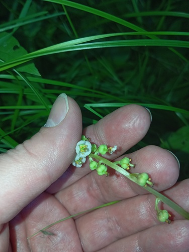 Наблюдение на iNaturalist