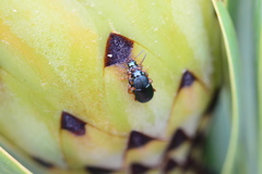 Chirodica