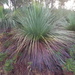 Tufted Grass-Tree - Photo (c) Geoffrey Cox, some rights reserved (CC BY-NC), uploaded by Geoffrey Cox