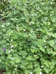 Anemonastrum flaccidum