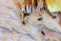 Monotomidae