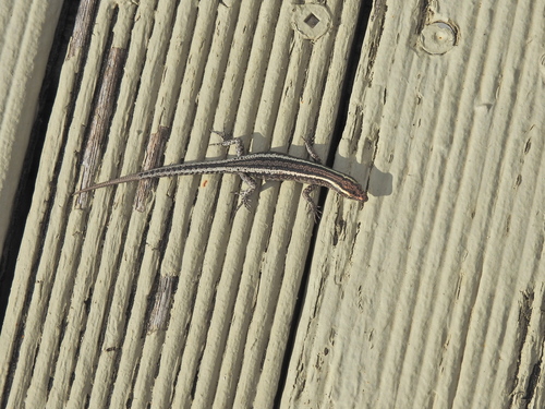 Elegant Snake-eyed Skink