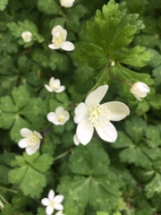 Anemonastrum flaccidum