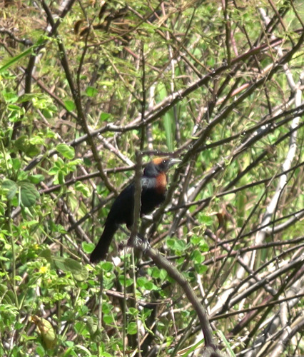 Chestnut-capped Blackbird