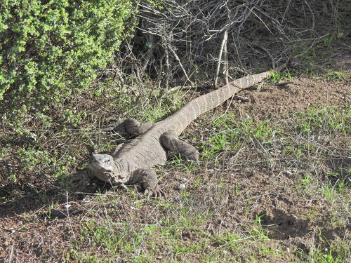 Heath Monitor