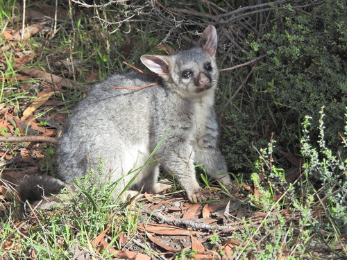Common Brushtail Possum