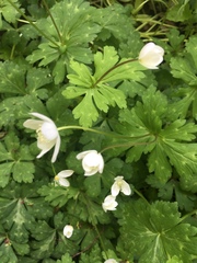 Anemonastrum flaccidum