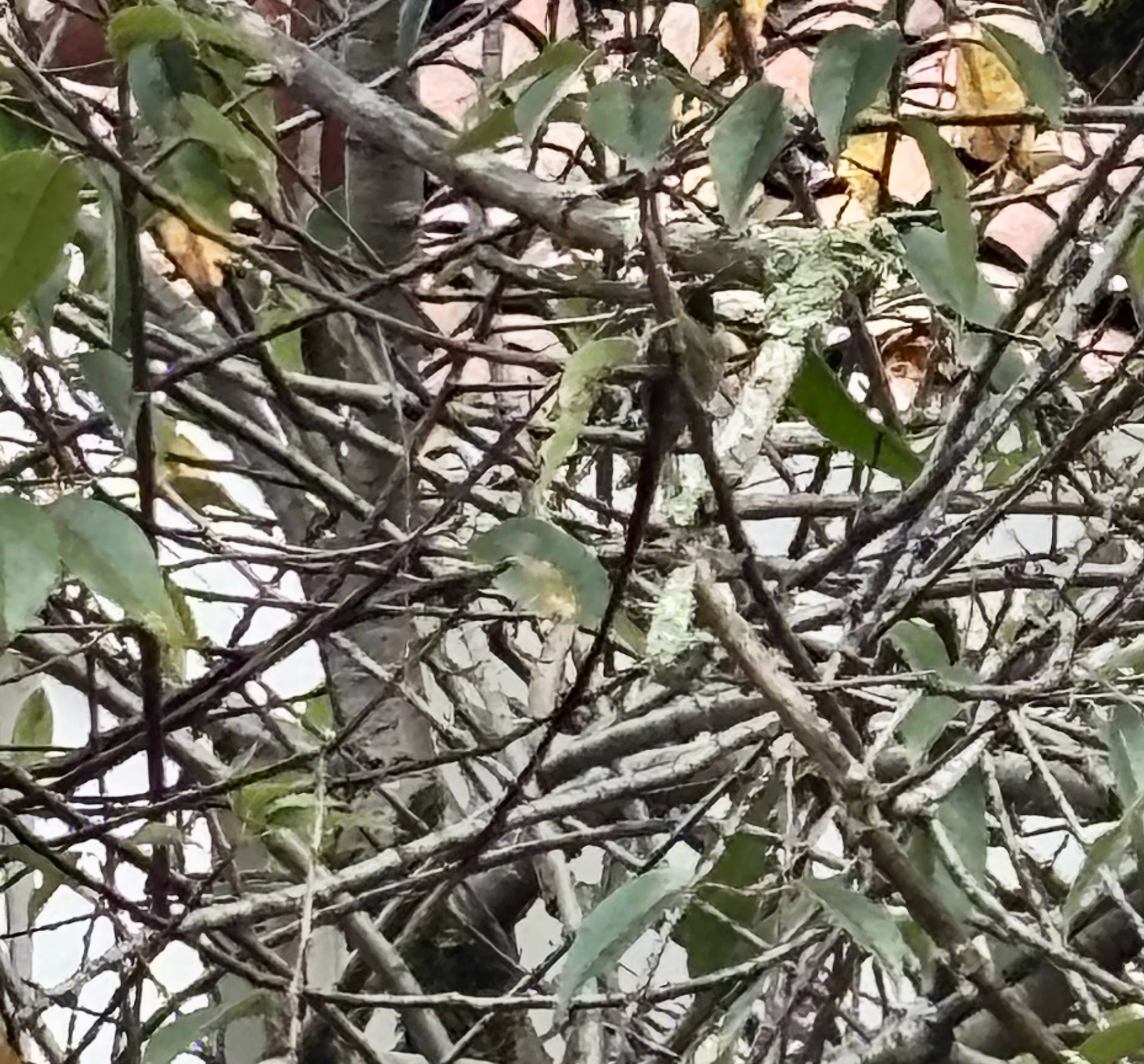 Black-tailed Trainbearer (Lesbia victoriae), photo 2