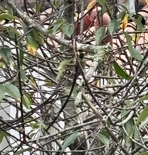 Black-tailed Trainbearer (Lesbia victoriae)