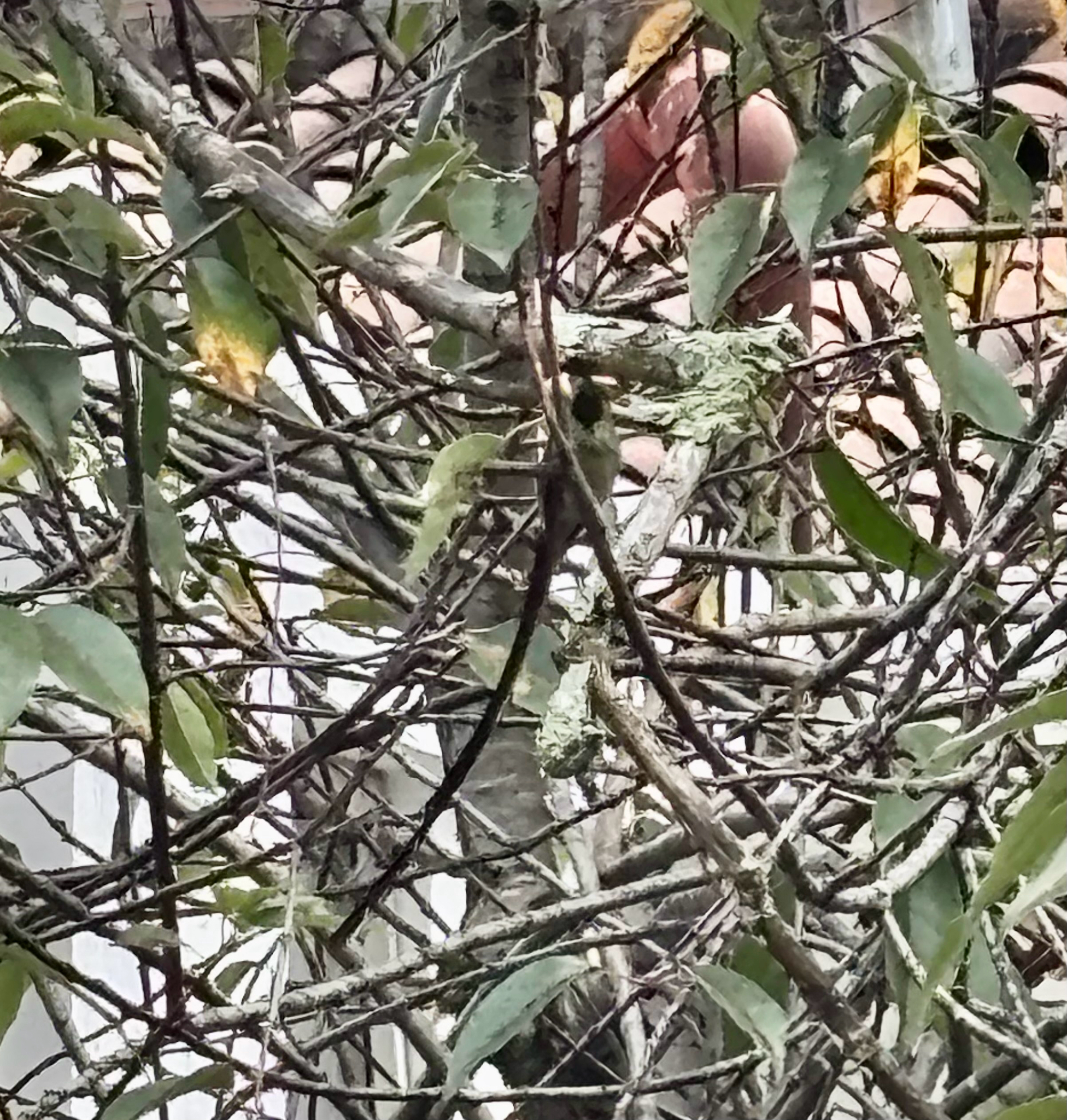 Black-tailed Trainbearer (Lesbia victoriae), photo 1