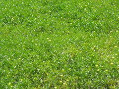 Ludwigia taiwanensis
