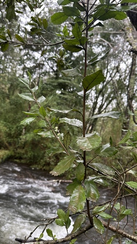Lomatia dentata, photograph 3
