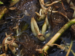 Ludwigia taiwanensis