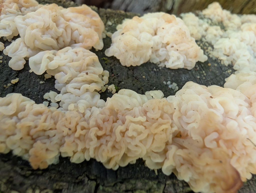 white jelly fungus · June 2026 · photo: Photo: (c) Marilynn Miller, some rights reserved (CC BY) · iNaturalist