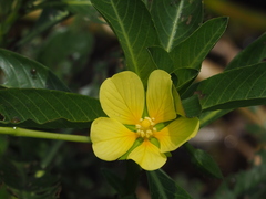 Ludwigia taiwanensis