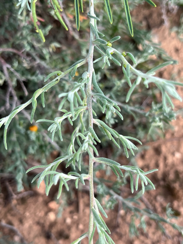 ruby saltbush