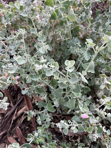 Cottony Saltbush