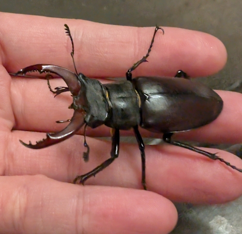 European Stag Beetle