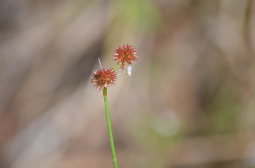 Juncus megacephalus