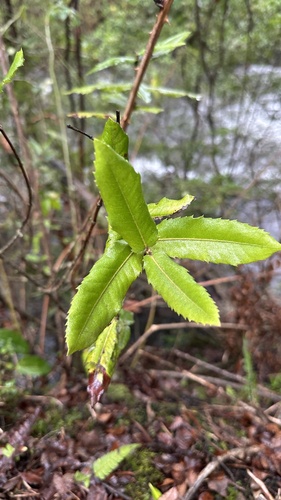 Eucryphia cordifolia, photograph 4