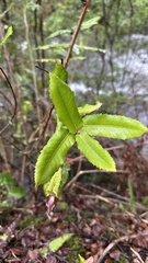 Eucryphia cordifolia, photograph (c) nitsuga74, some rights reserved (CC BY)