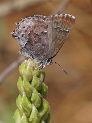 Callophrys irus