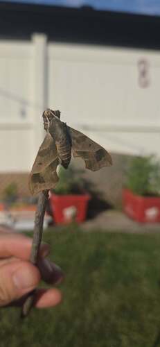 Virginia Creeper Sphinx
