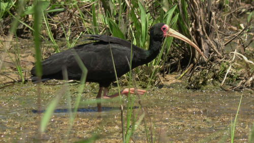 Bare-faced Ibis