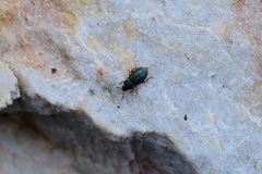 Chirodica