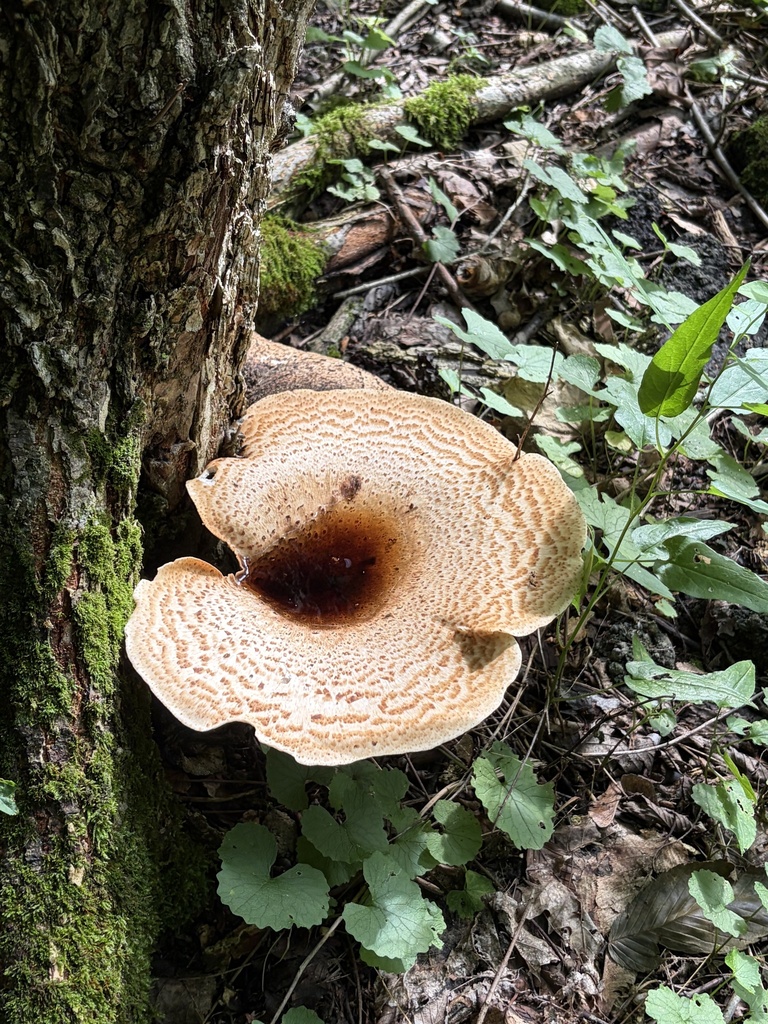 Dryad's Saddle · June 2026 · photo: Photo: (c) Julie Travaglini, some rights reserved (CC BY) · iNaturalist