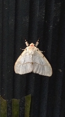 Lymantria xylina