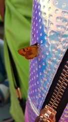 Lycaena enysii