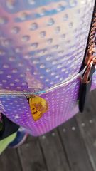 Lycaena enysii
