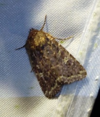Condica dolorosa