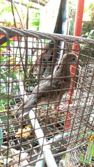 Geopelia striata