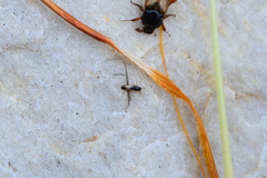 Monotomidae