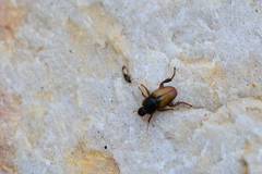 Monotomidae