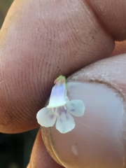 Lindernia parviflora